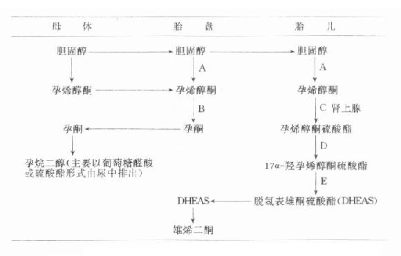 临床生物化学／胎盘激素-第1张图片-足球直播_足球免费在线高清直播_足球视频在线观看无插件-24直播网