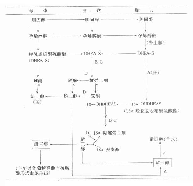 临床生物化学／胎盘激素-第2张图片-足球直播_足球免费在线高清直播_足球视频在线观看无插件-24直播网